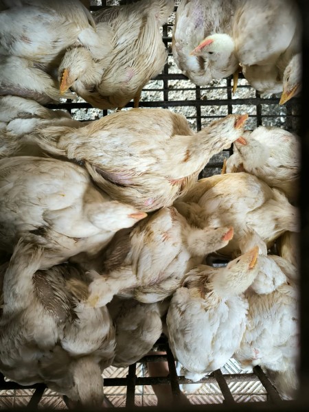 Harga Ayam Ras Naik Secara Nasional, Inhu dan Rohil Ikut Terdampak