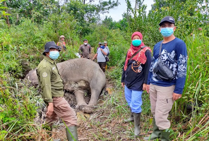 Gajah Sumatera Betina Dewasa Ditemukan Mati di Bukit Apolo Pelalawan, Diduga Ini Penyebab Kematiannya...