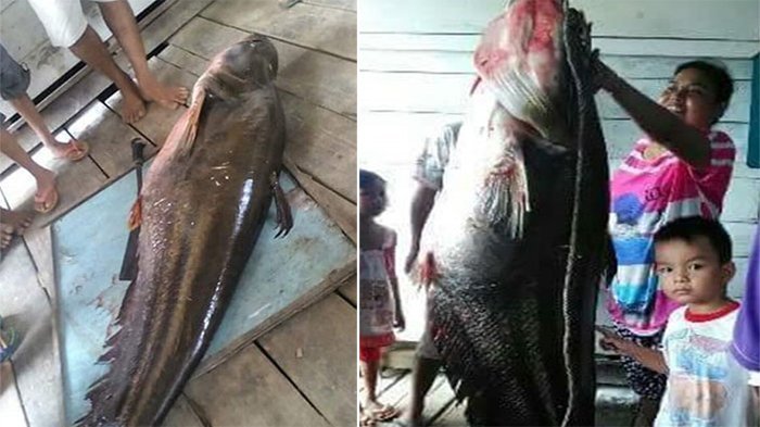 GEGER...Lagi Mandi di Sungai, Ikan Tapah 'Monster' Serang 3 Pelajar SMP, Berdarah-darah