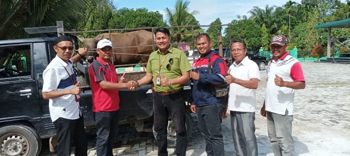 PT RAPP dan PT APR  Salurkan 53 Hewan Kurban untuk Masyarakat