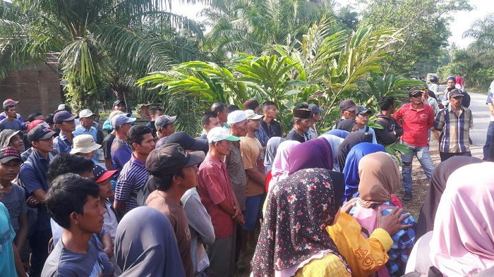 Caplok Tanah Masyarakat 500 Ha di Rohil, PT Sindora Seraya Didemo Ratusan Warga