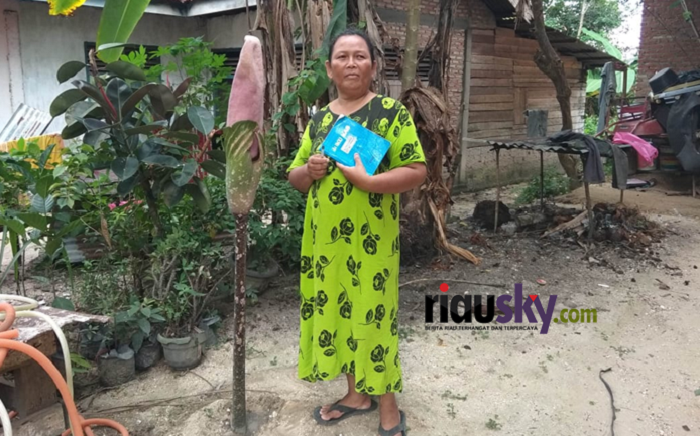 Imar Kaget, Sudah Dua Kali Bunga Bangkai Tumbuh di Halaman Rumahnya di Desa Kebun Durian-Kampar
