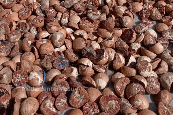 Turun Tipis, Harga Pinang Kering di Riau Rp10.351 per Kilo