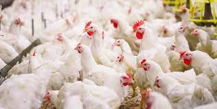 Soal Harga Telur dan Daging Ayam, Bapanas: Ini Kesetimbangan Baru