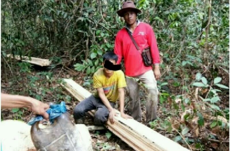 Polisi Bersama Warga Tangkap 3 Pelaku Illegal Logging di Kawasan Rimbang Baling