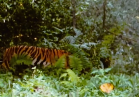 Warga Rekam Penampakan Harimau Sumatra di Inhu