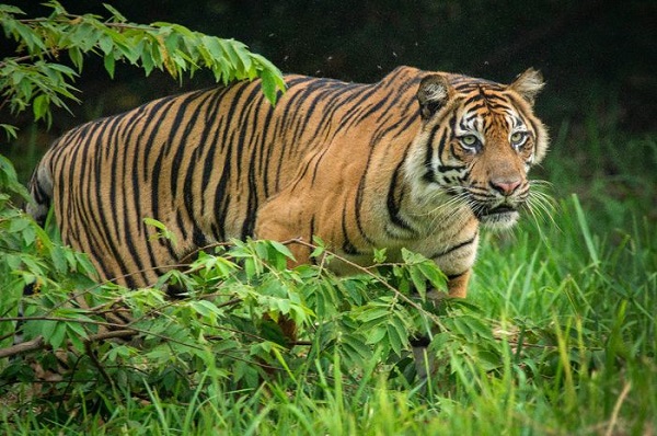 BBKSDA Pasang Kamera Trap  di Sekitar lokasi Konflik Harimau di Siak