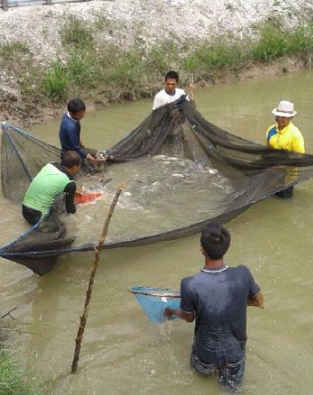 DUH, Kasihan Petani Ikan di Kuansing, Ikan Siap Panen Tak Ada yang Beli