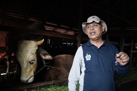 Bupati Inhil Tinjau Hewan Kurban Bantuan Presiden dan Gubernur