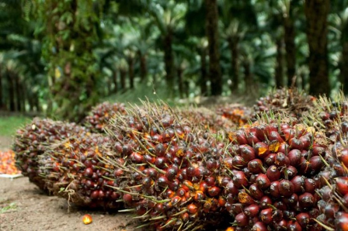Turun Lagi, Harga TBS Sawit Swadaya di Riau Belum Mampu Tembus Rp2.500 per Kilogram