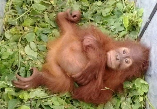 KLHK Gagalkan Penyelundupan Orangutan di Dalam Bus Cargo di Pekanbaru