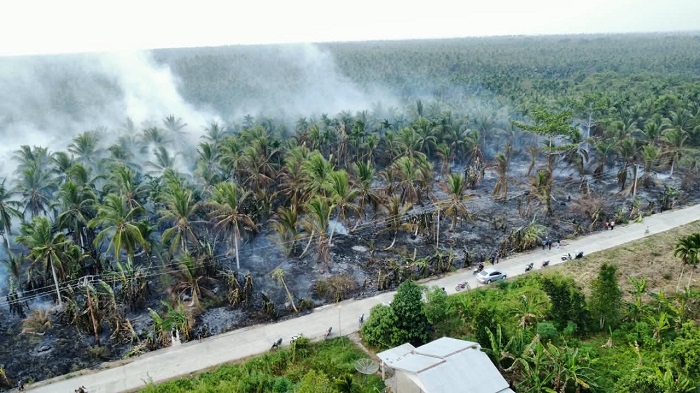 Kebun Kelapa di Inhil  Terbakar, Asap Pekat Selimuti  Jalan di Batang Tuaka