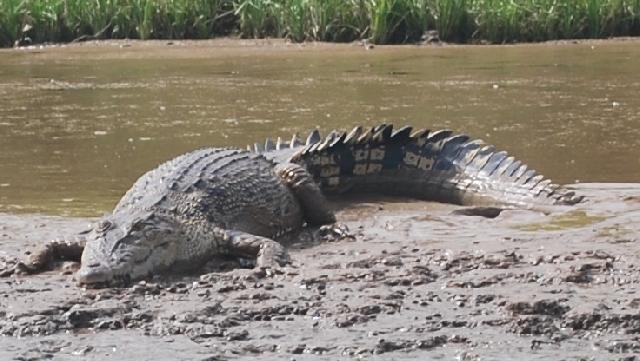Warga Pangkalan Baru Gempar, Sepasang Buaya Muara Berukuran Jumbo Muncul Kepermukaan dan Berjemur di Sungai Kampar