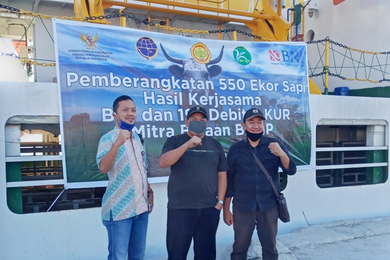 Penuhi Kebutuhan Hewan Kurban, 550 Ekor Sapi dari NTT Sudah Dikirim ke Riau