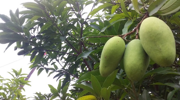 Lima Jenis Buahan Ini  Terbukti Bisa Menurunkan Kadar Gula Darah Penderita Diabetes, Kamu Bisa Mencobanya...