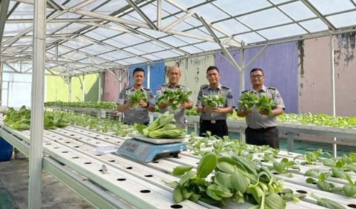Hari ini Lapas Pekanbaru Panen Nanas dan Pakcoy Hidroponik