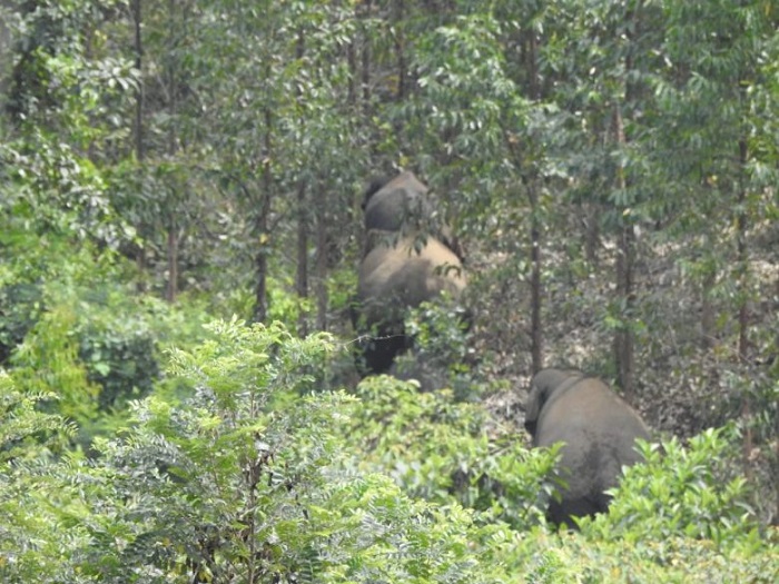 BBKSDA Turunkan Tim Untuk melakukan penyisiran di wilayah Kawanan Gajah Liar