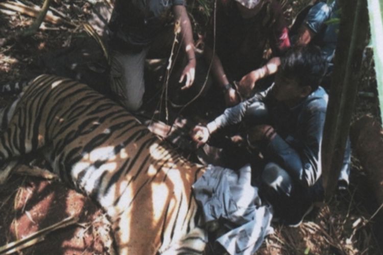 Syukurlah, Harimau Sumatera 'Inung Rio' yang Ditemukan Terjerat di Pelalawan Sudah Bisa Makan dan Minum Sendiri