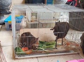Polda Riau Gagalkan Perdagangan Satwa Dilindungi, Ada Bayi Buaya, Kancil, Kukang hingga Burung