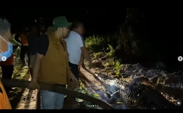 Buaya Selunyong Raksasa Panjang Lebih 4 Meter di Bandar Petalangan Ditemukan Mati