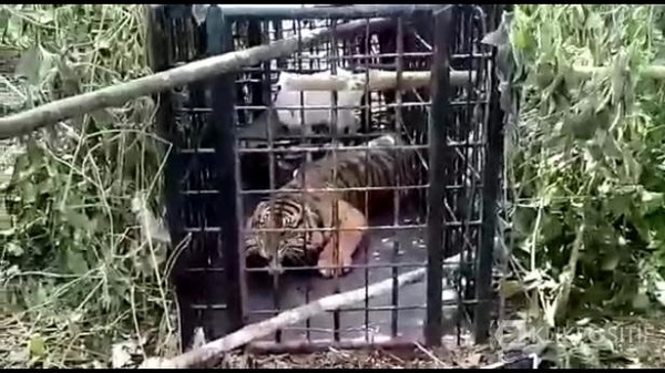 Harimau yang Muncul di Jalan Raya Tanjung Nan Ampek Berhasil Ditangkap