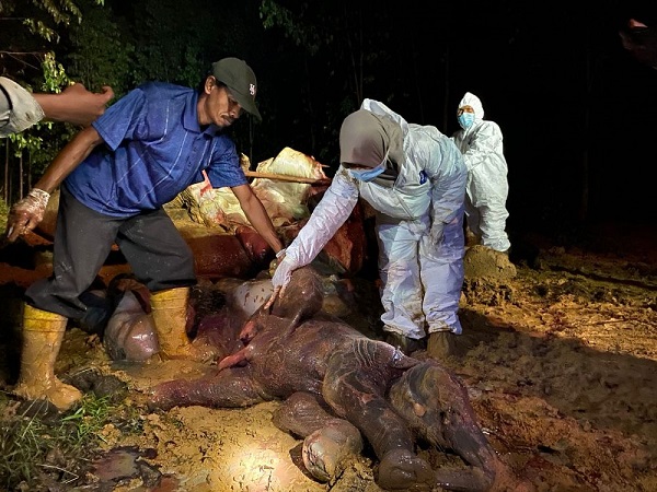 KASIHAN! Ternyata Gajah  Ditemukan Mati di Talang Mandau, Sedang  Hamil 22 Bulan