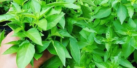 Manfaat Daun Kemangi, Mulai dari Melawan Kanker  Hingga Cegah Penuaan Dini...