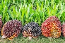 Harga TBS Kelapa Sawit Kemitraan Plasma Provinsi Periode 17 - 23 September 2O25