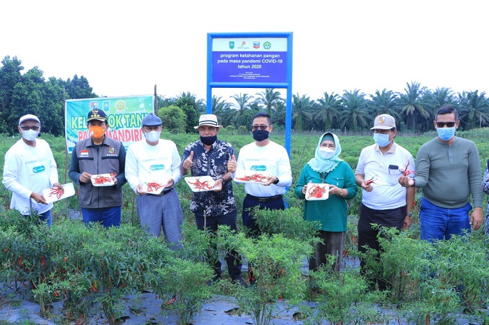 Wali Kota Panen Cabai Varietas Baru
