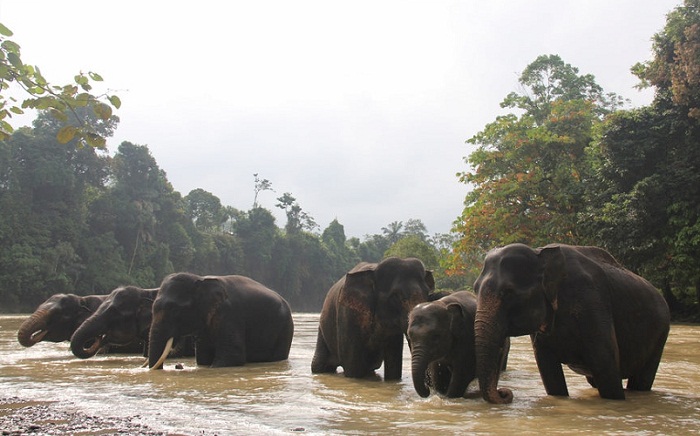 Dihalau ke Hutan, 12 Ekor Gajah Malah Ngamuk dan Injak Warga, Dua Orang Terluka Parah