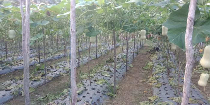 Katanya Iseng, Petani Labu Manis di Pekanbaru Ini Mampu Kuasai Pasar Sumatera hingga Jabodetabek