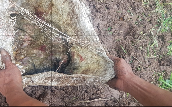 Bau Bangkai Menyengat di Dalam Tanah  Bikin Heboh Warga Bayas Jaya