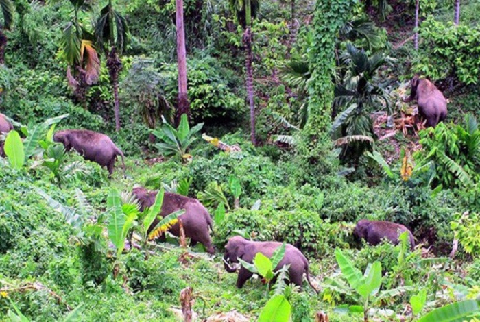 Gawat! Puluhan Ekor Gajah Masuk Kampung, Kebun Sawit Warga Desa Bakung-Langgam Dirusak