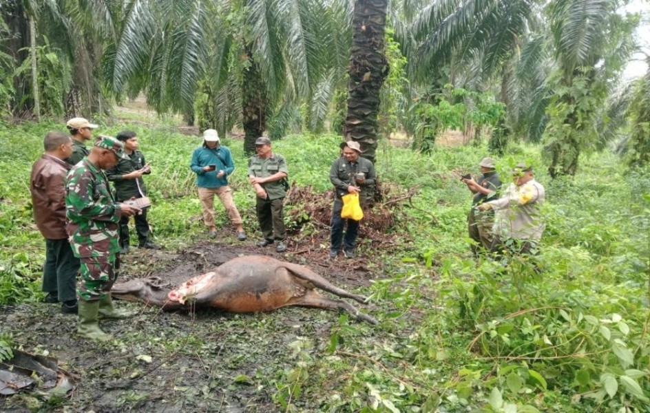 Ternak Warga Dayun Siak Jadi Korban, Jejak Kaki Harimau 15 CM Ditemukan Tim BBKSDA