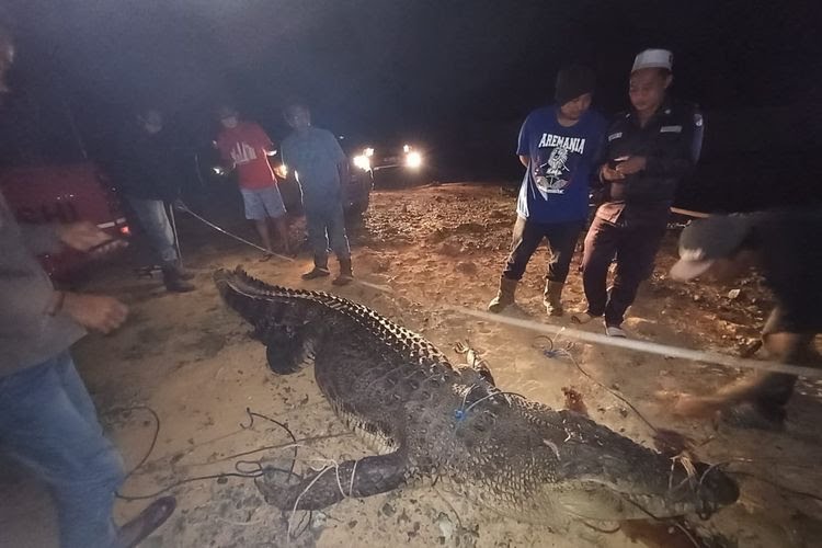 Pantasan Devi Tak Luka, Ternyata yang Memangsanya hingga Tewas hanya Buaya Ompong