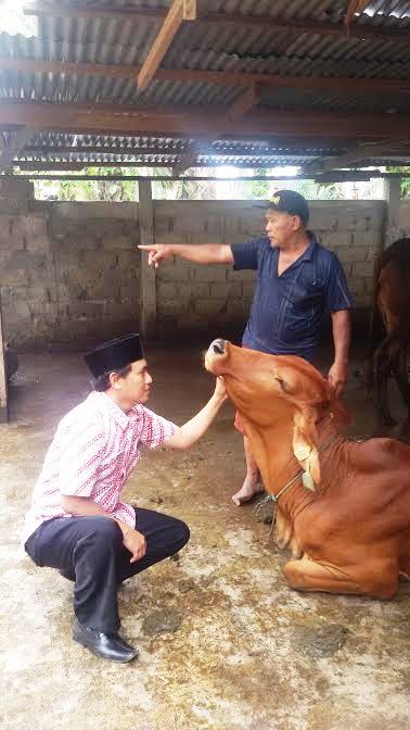 Hebat.. 400 Ekor Sapi Ternak di Rokan Hulu Ini Diasuransikan di Jasindo