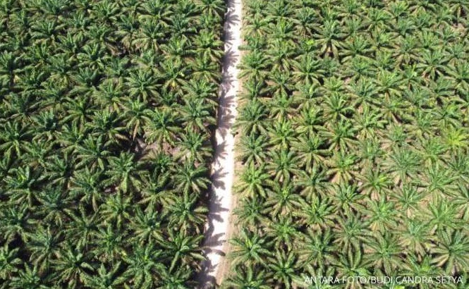 32.283,39 Hektare Lahan Kelapa sawit di Riau Sudah Direplanting