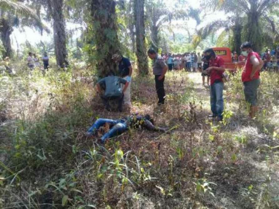 Geger... Warga Rambah Hilir Nemu Mayat Korban Pembunuhan di Kebun Sawit