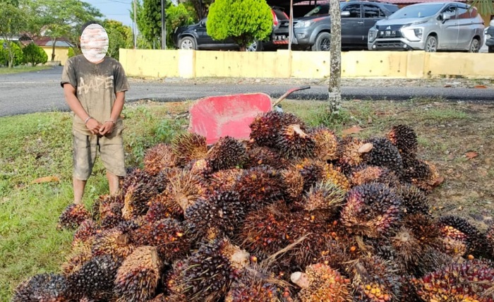 Diduga Curi 140 Janjang Buah Sawit, Seorang Warga Sedinginan Diamankan Polres Rohil