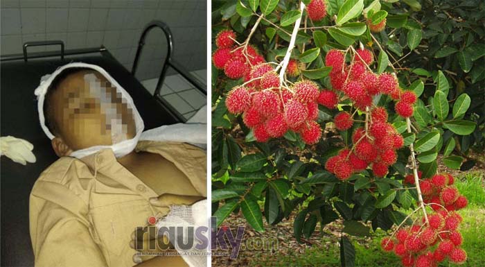 NAHAS...Lagi Asik Makan, Terpeleset, Ayub Tewas Tersendak Biji Rambutan, Begini Kisahnya
