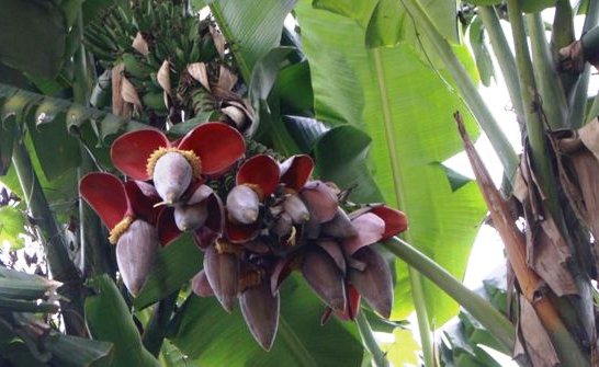 Geger... Warga Heran Ada Pohon Pisang Berjantung 10
