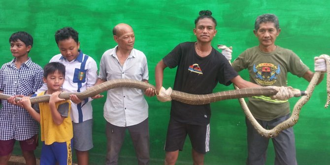 Lagi Mangsa Ular Piton, Warga Tangkap King Cobra Sepanjang 3,7 Meter