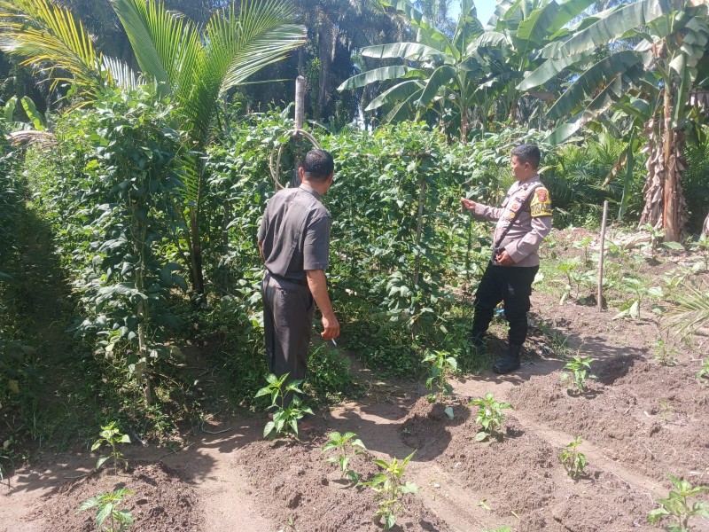 Kapolsek Singingi Melalui Bhabinkamtibmas AIPDA Feri Dukung Program Asta Cita dengan tanaman bergizi