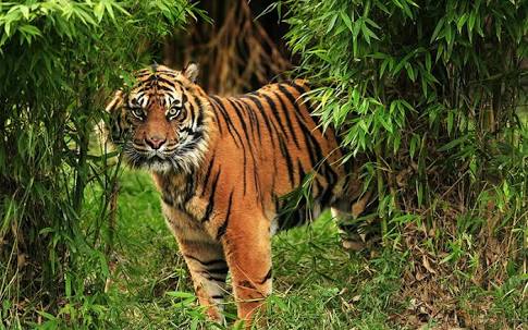 Kabar Baik atau Buruk?...Masih Ada 6 Harimau Terdeteksi di Wilayah Riau