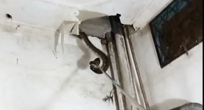 SEREEM... Dua Ekor Ular Sanca Bersarang di Plafon Rumah Warga Pekanbaru, Petugas  Temukan Banyak Kulit Sisik