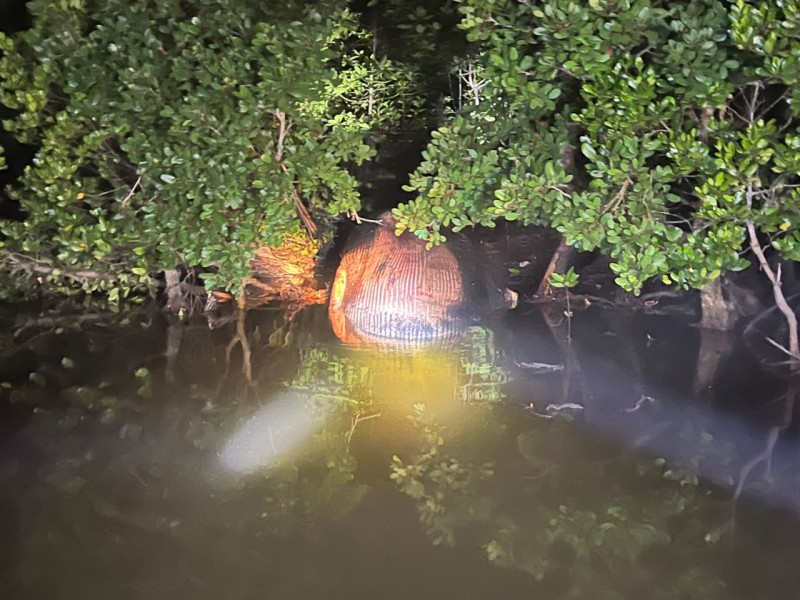 Paus 4 Ton Terdampar Jadi Bangkai di Hutan Mangrove Inhil