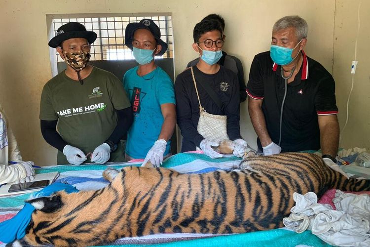 Cari Sinyal di Hutan untuk Belajar Online, Para Murid SD Ini harus Waspada Serangan Harimau