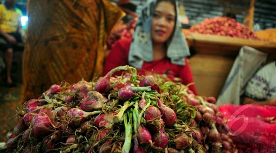 PETANI MENJERIT, Harga Bawang Merah  Hanya Laku Rp900 per Kilogram