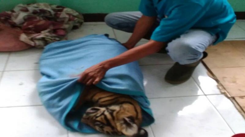 Sempat Dirawat, Anak Harimau Asal Bengkalis Ini Akhirnya Mati