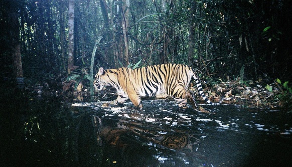 Warga Laporkan Kemunculan  Harimau Sumatera  di Sekitar Objek Wisata Bandar Kahyangan Pekanbaru